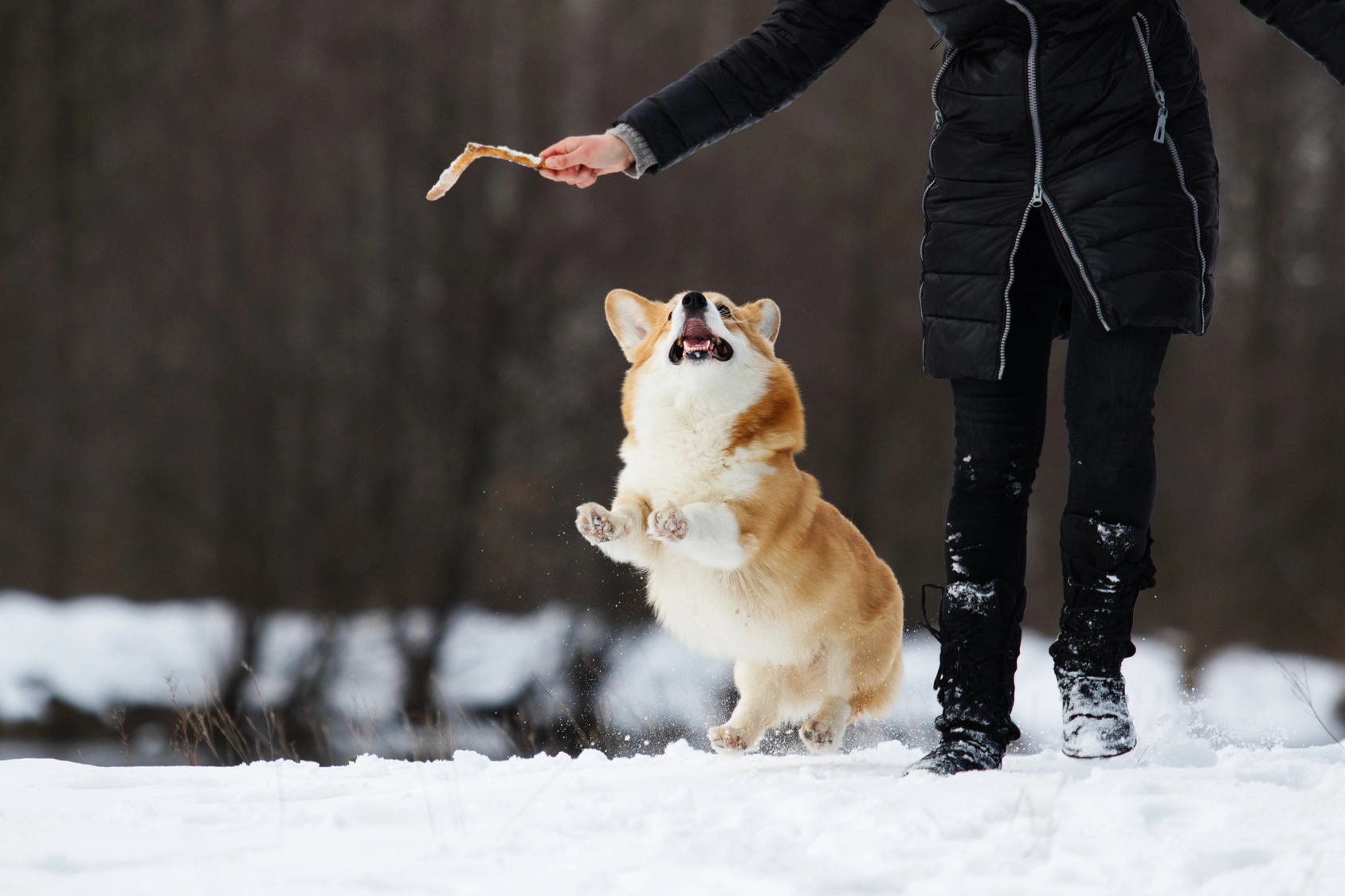 Aportowanie z psem.