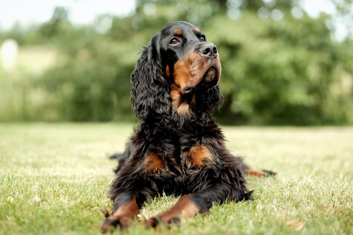 cocker spaniel