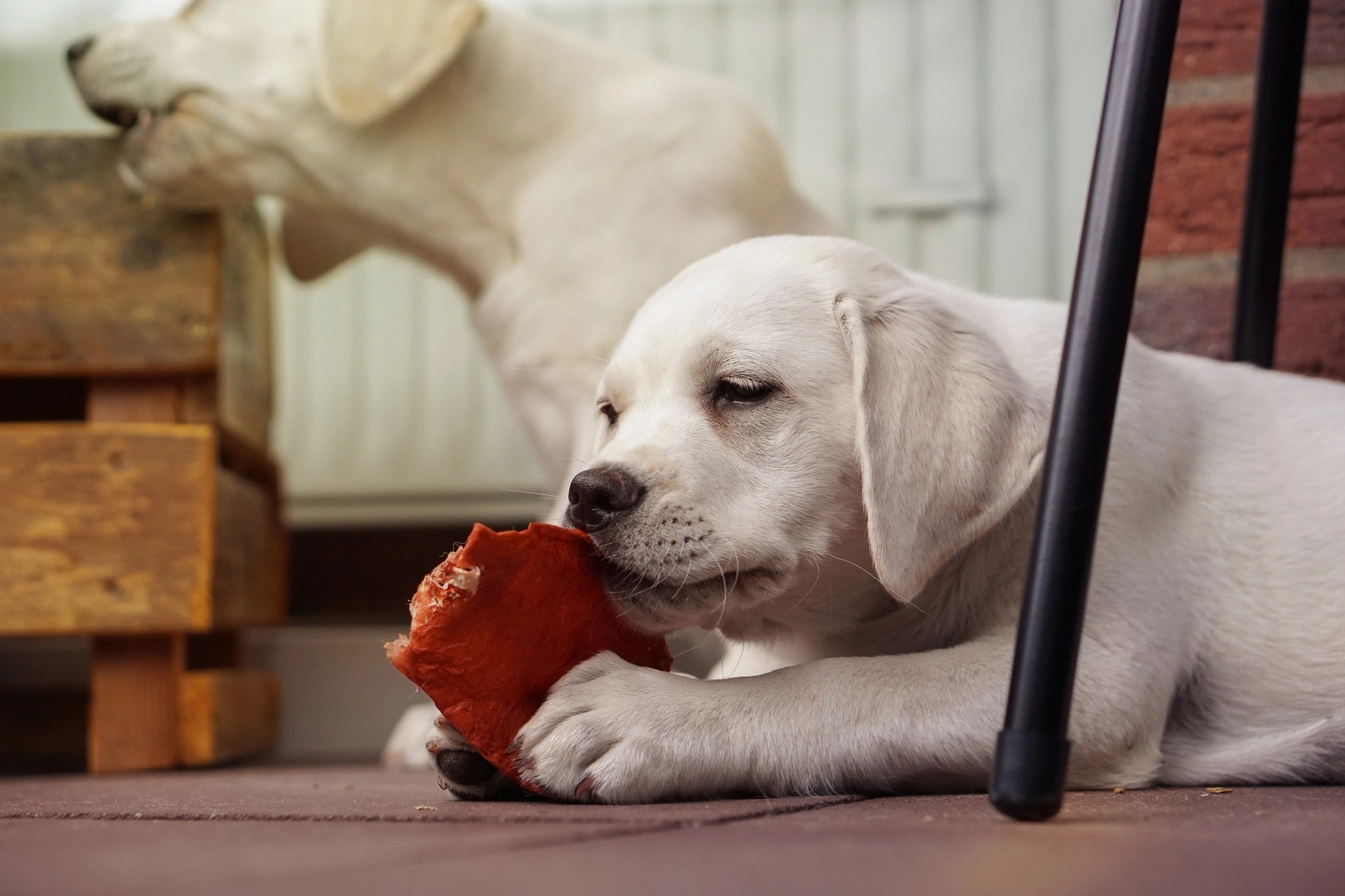 Pies gryzący gryzak naturalny
