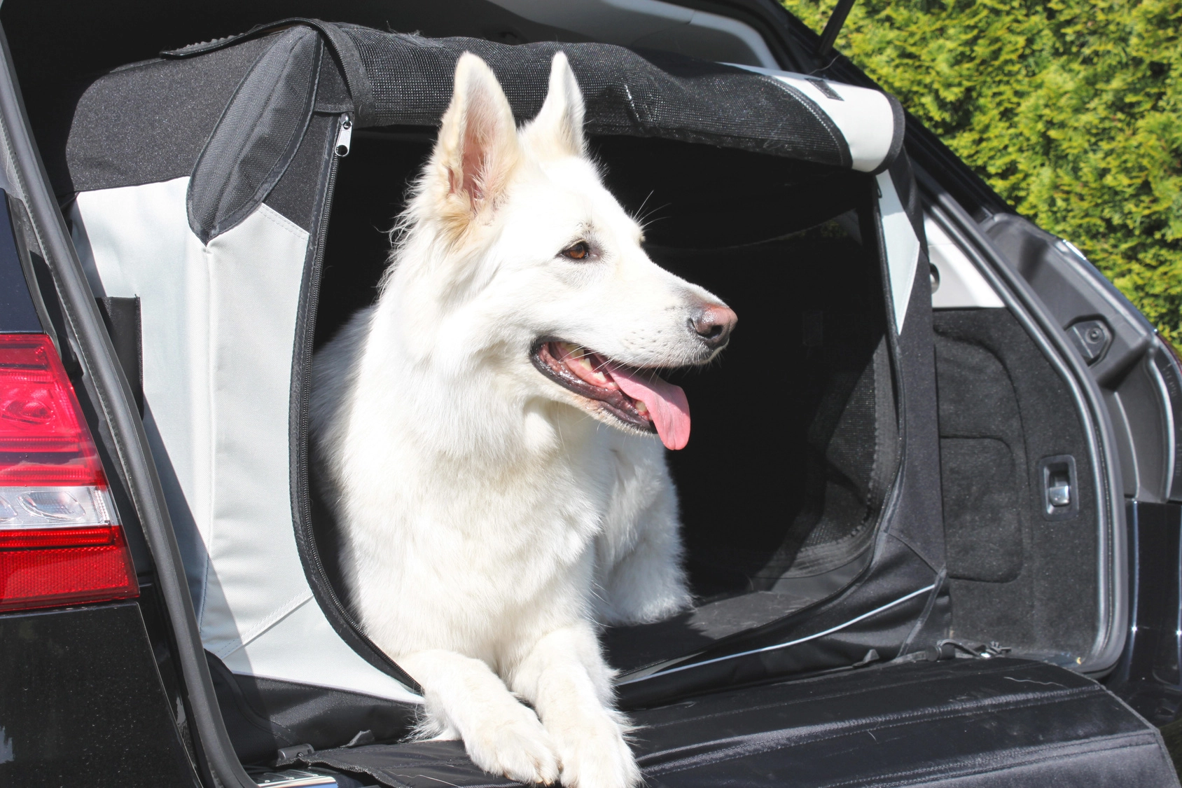 Pies w transporterze