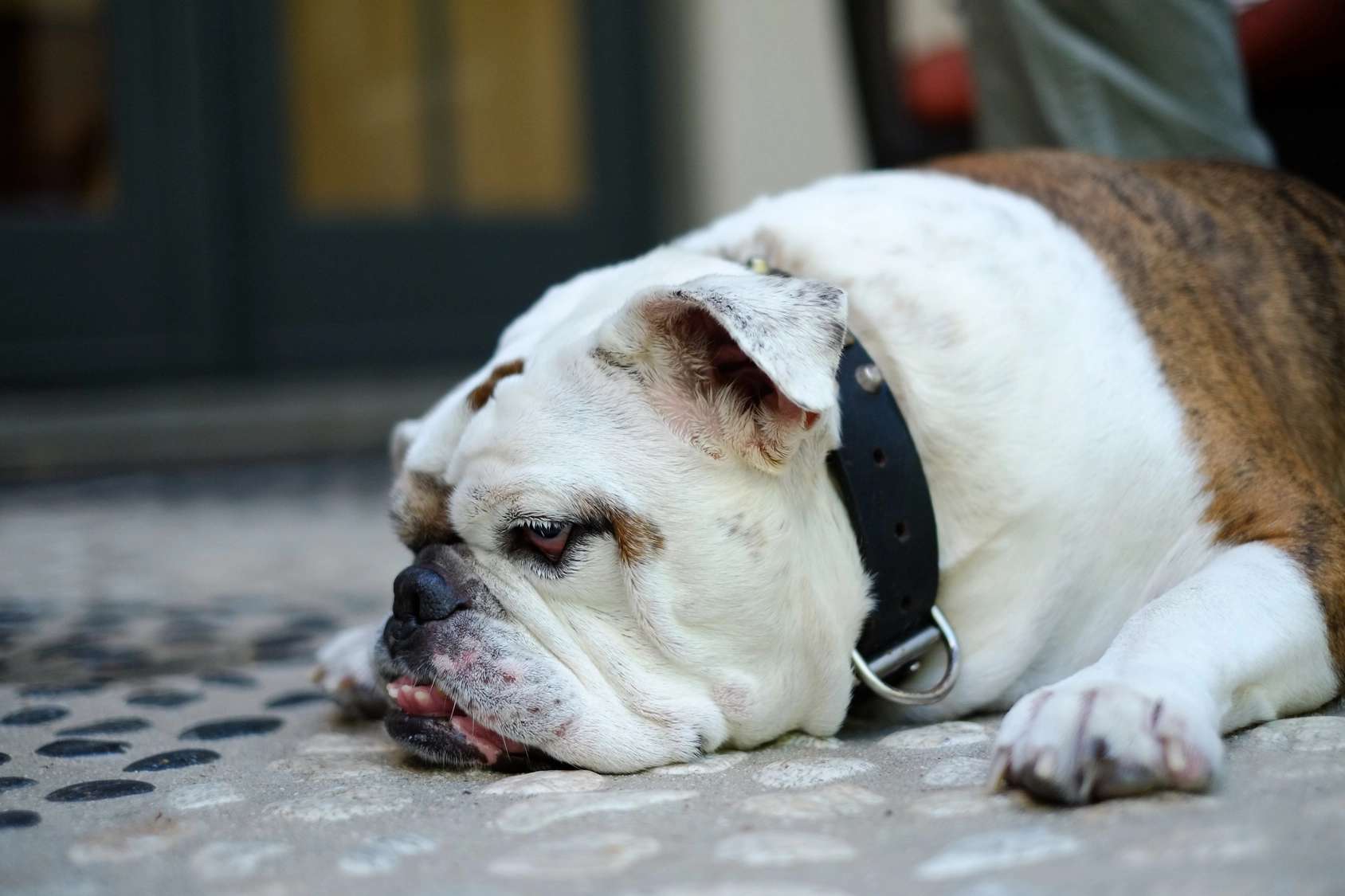 gruby apatyczny buldog