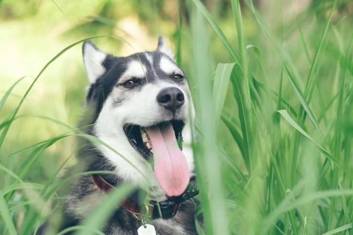 owczarek na spacerze